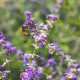 biodiversity viewing