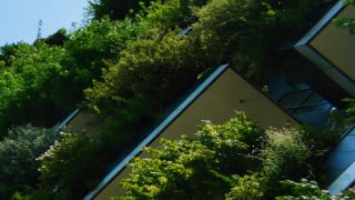 trees