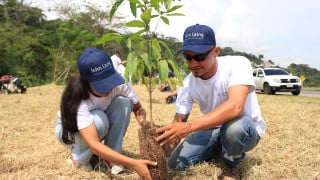 tree planting branded viewing